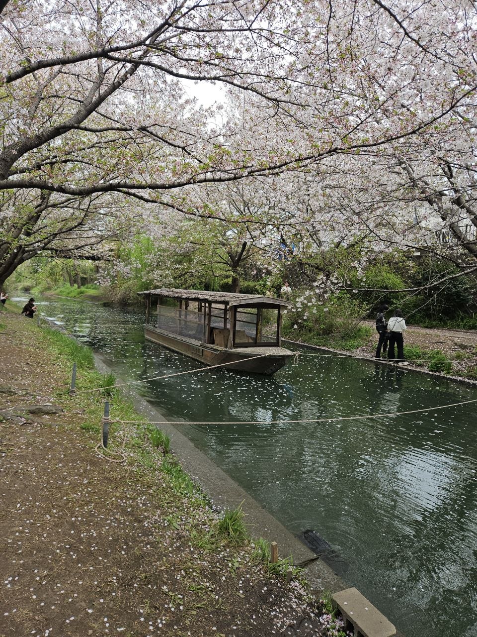 You are currently viewing Discover Kyoto in Full Bloom